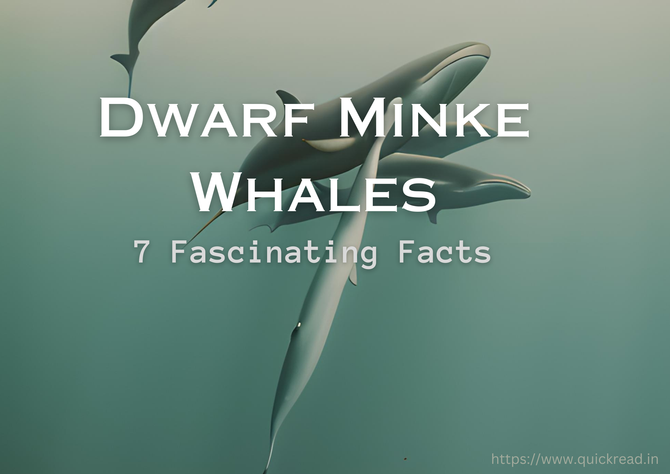 Dwarf Minke Whales: 7 Fascinating Facts